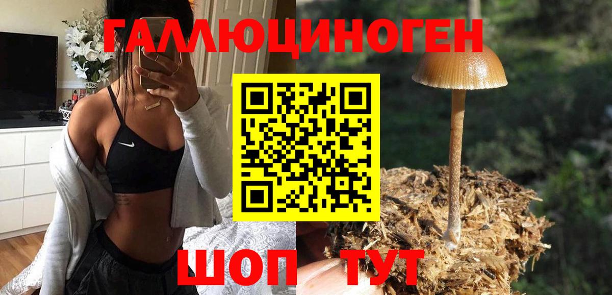 Галлюциногенные грибы Psilocybe Моздок